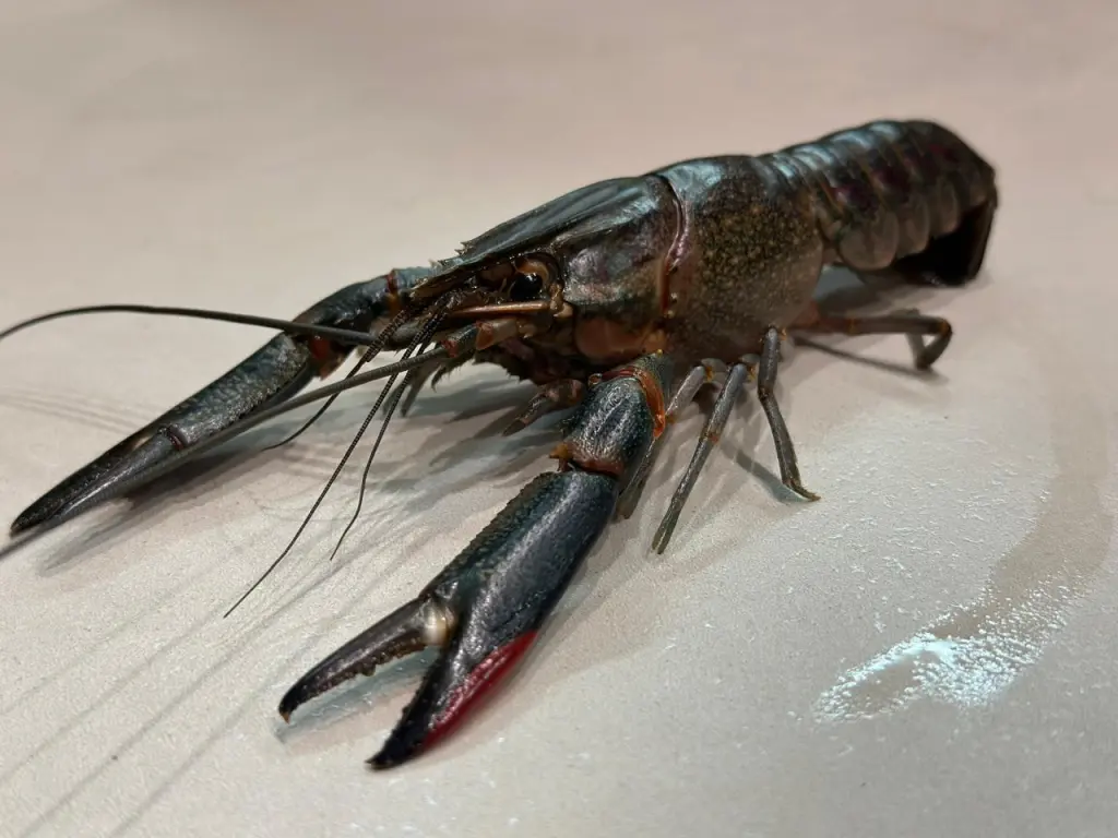 Раковая ферма " Ростов-Лобстер"