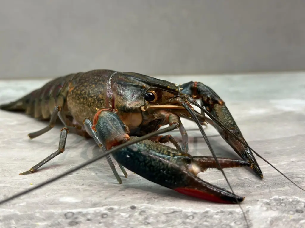 Раковая ферма " Ростов-Лобстер"